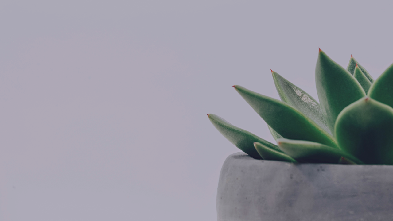 Planta